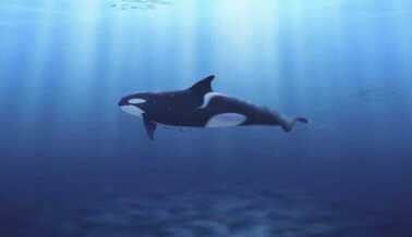 Actualización:California es el primer estado en prohibir la crianza de orcas en cautiverio
