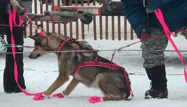 Video: Codicia y Crueldad del Ganador del Iditarod 2023 Expuestas