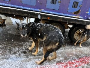 dog used in the iditarod race