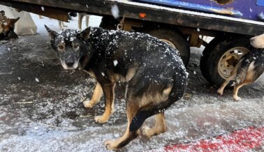 Blood Bank of Alaska Apoya la Crueldad Hacia los Perros: ¡Actúa Ahora!