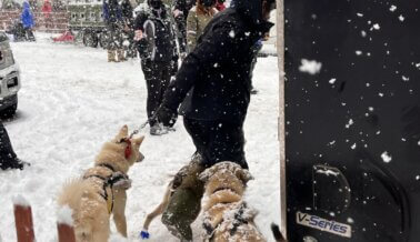 5 Hechos del Iditarod: ¿Sabes lo que TODAVÍA les Sucede a los Perros Usados en la Mortal Carrera?