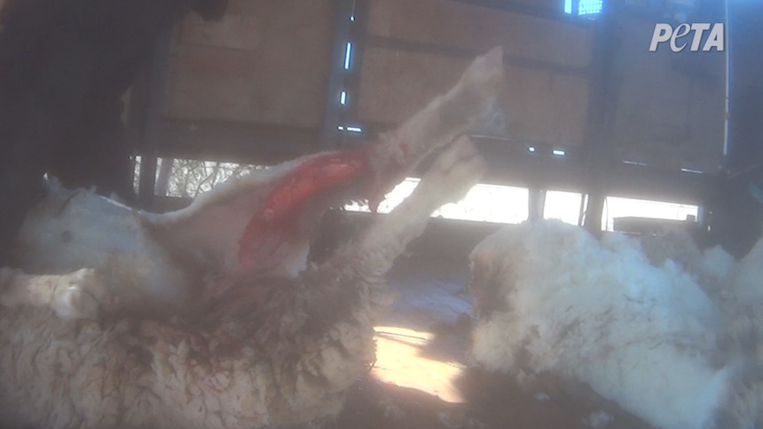 El esquileo rápido y burdo dejó a las ovejas como esta cortadas y sangrando. El testigo no vio que se les proporcionara a los animales ningún alivio para el dolor ni cuidado veterinario.