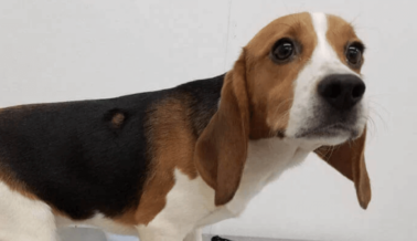 6 Animales Sorprendentes en los que Experimentan y Por Qué Nos Debería Importar