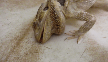 ¿Dragones Barbudos en Venta? Ellos, Como Todos los Demás Reptiles, No Son ‘Mascotas’