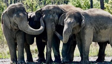 12 Elefantes se Recuperan de Ringling en un Hábitat Seguro