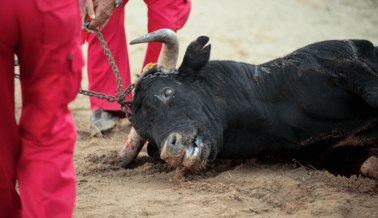 ‘No’ a los Toreros: las Corridas de Toros Pueden Estar a Punto de Terminar en Ciudad de México
