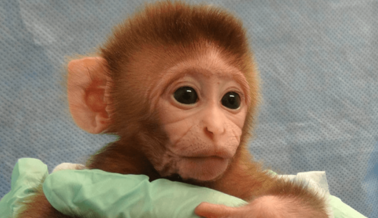 Estos 5 Animales Bebé Explotados Quieren Volver con sus Madres