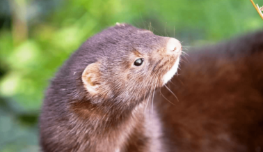¡GRAN Victoria de PETA! Sephora Deja de Vender Pestañas de Pelaje ¡GRAN Victoria de PETA! Sephora Deja de Vender Pestañas de Pelaje