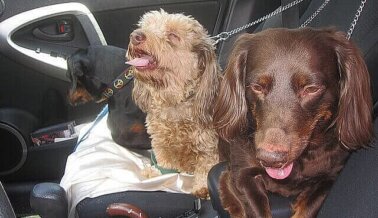¿Consecuencias de Dejar a los Perros en un Auto al Sol? PETA Latino te lo Cuenta