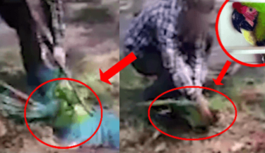 VIDEO: Una Guacamaya GRITA Aterrorizada Tras Recibir un Disparo