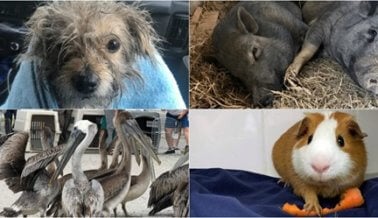 Video: Estos Son Algunos de los Animales que PETA Rescató con tu Ayuda Este Año