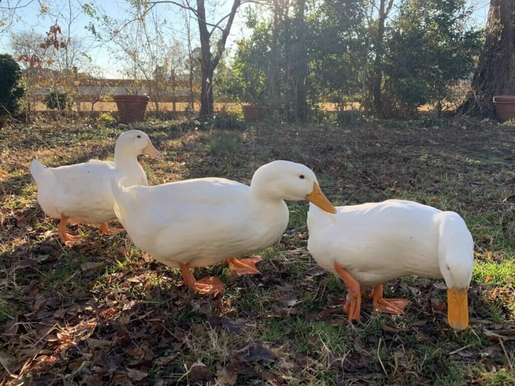 Patos en el campo antes de ser adoptado 