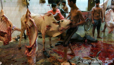 Imágenes horrorosas de un matadero: cabezas de ganado aplastadas con un mazo