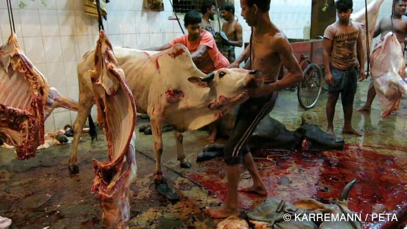 leather indian-cow-in-slaughterhouse