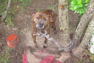 individual-chained-dog