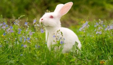 PETA le da la bienvenida a Herbal Essences a su lista Beauty Without Bunnies (Belleza sin Conejitos)