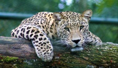 Población de jaguares en Bolivia en riesgo debido a la caza para hacer dijes