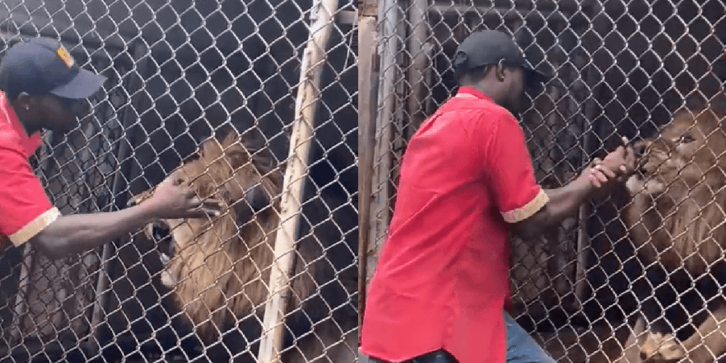Jamaica Zoo Employee Loses Finger 