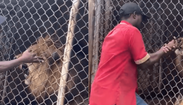 Empleado Del Zoológico De Jamaica Se Burla De Un León Y Pierde Su Dedo
