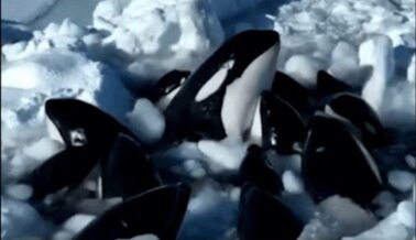 Actualización: ¡Las orcas atrapadas en el hielo en Japón escapan del peligro!