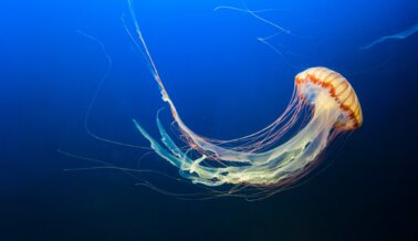 10 datos fascinantes sobre las medusas que te sorprenderán 10 datos fascinantes sobre las medusas que te sorprenderán