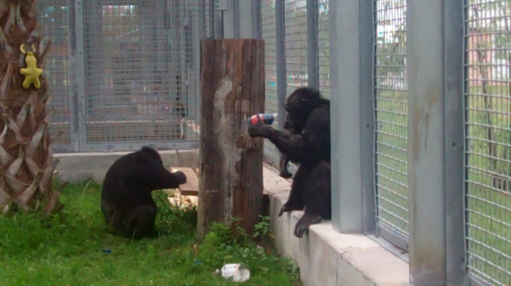 joe_and_geraldine_meeting_chimp