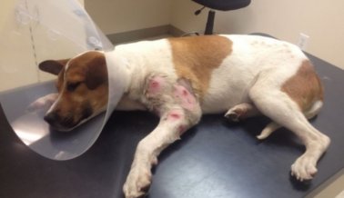 Video: Mira la transformación milagrosa de este cachorro lastimado