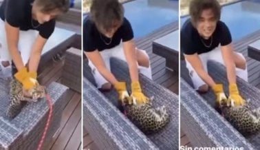 Participante de Reality Show Mexicano Expulsado por Golpear a un Bebé Leopardo