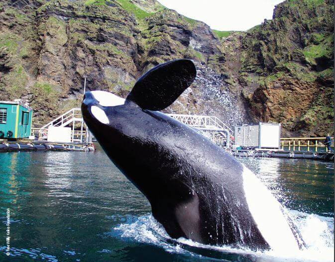 Keiko in a sea sanctuary