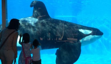 SeaWorld al descubierto: Una veterinaria visita el SeaWorld