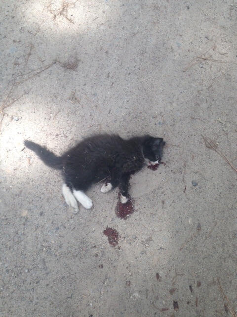 kitten hit by car