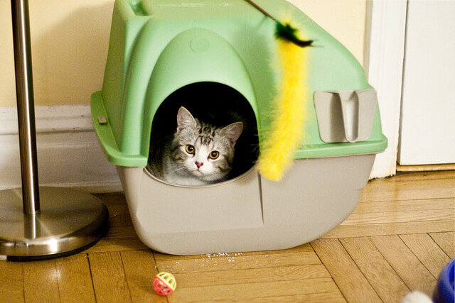 kitten in litter box