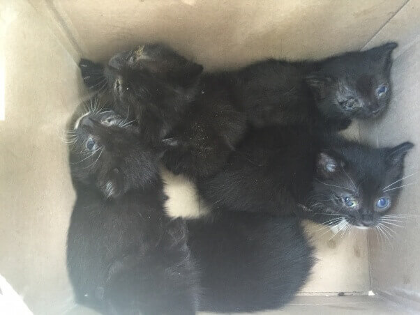 kittens