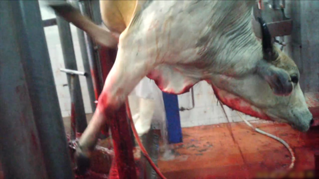 kosher_slaughter_shackle_and_hoist_edit_c3-00_06_23_08-still052