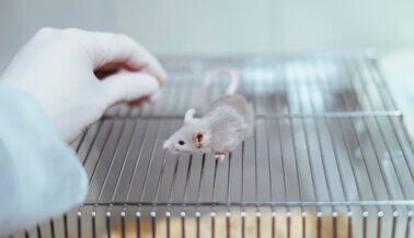 Suministran a la Fuerza Pesticidas a Ratones y Ratas en Experimentos de Cáncer: Los Científicos de PETA Tienen un Mejor Plan