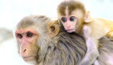 5 Monos Bebé Murieron en 2 Días: PETA le Pide al Fiscal de Distrito que Investigue