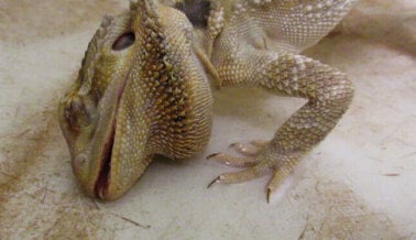 Los Reptiles No son ‘Mascotas’: PETA Explica Por qué