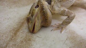 lagarto muerto petsmart