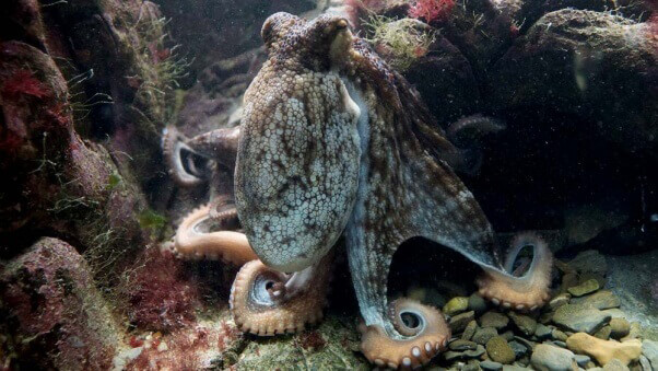large-octopus-kraken-deep-sea-ocean