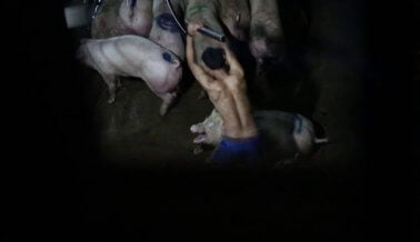 NOTICIA DE ÚLTIMA HORA: Cerdos Golpeados en la Cabeza Con Tubos de Metal en Matadero en Camboya