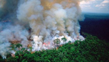 La Industria de la Carne Puede Estar Detrás de los Incendios sin Precedentes del Amazonas