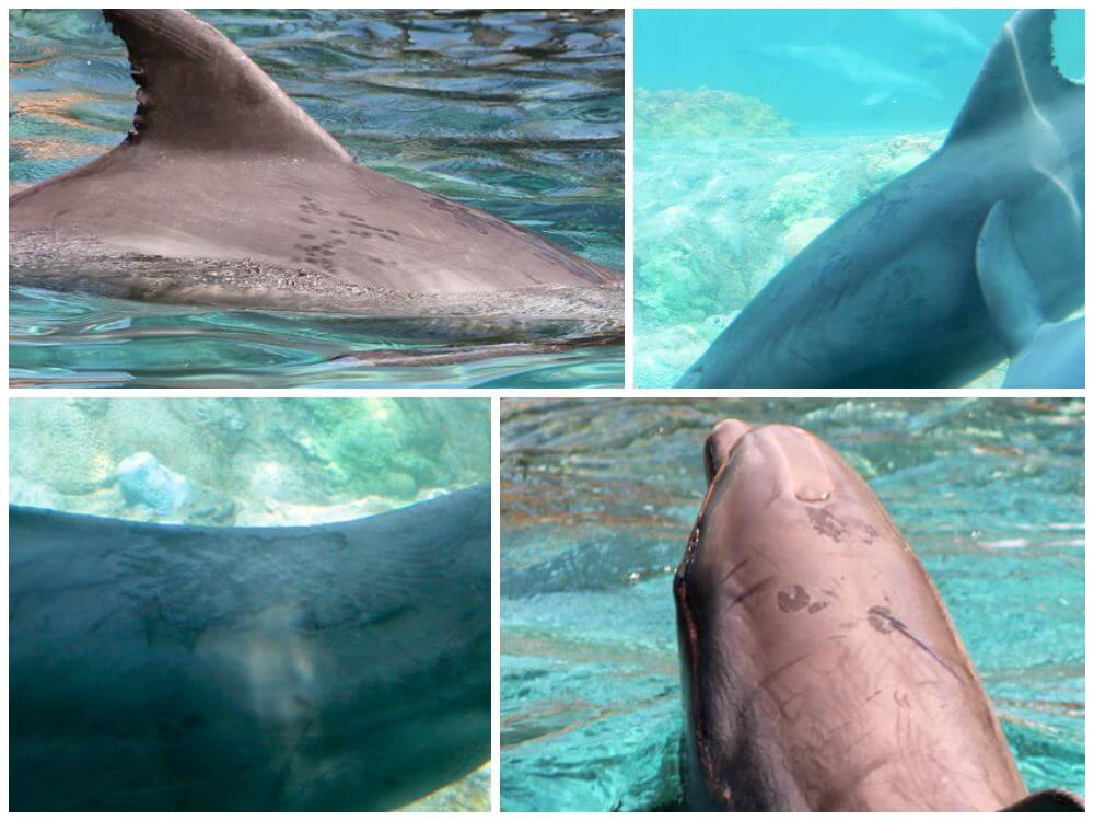 lesions-collage-dolphins