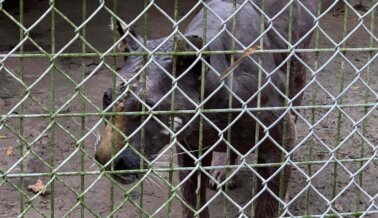 Agua Para Beber Verde y Turbia, y Animales Cojos: Waccatee Zoo es Multado por Agencias Federales