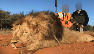 PETA Aplaude Progreso en Sudáfrica mientras que las Autoridades se Mobilizan para Proteger a los Leones