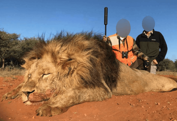 El negocio de la caza de trofeos en Sudáfrica recibe un golpe | PETA Latino