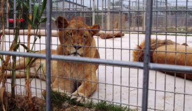 Autoridades de zoológico les dispararon a dos leones, según los reportes, después de que hombre desnudo saltó dentro de la jaula