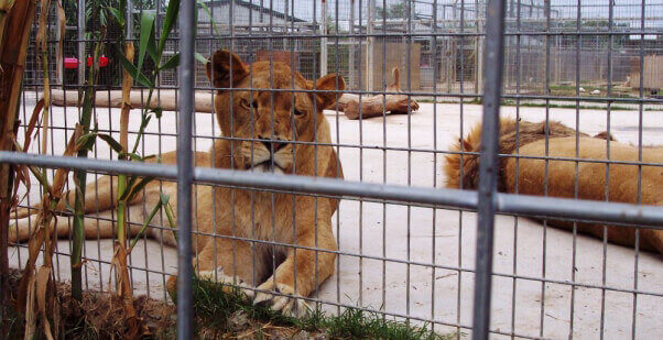 lions_zoo