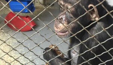 La chimpancé Lisa Marie finalmente está libre