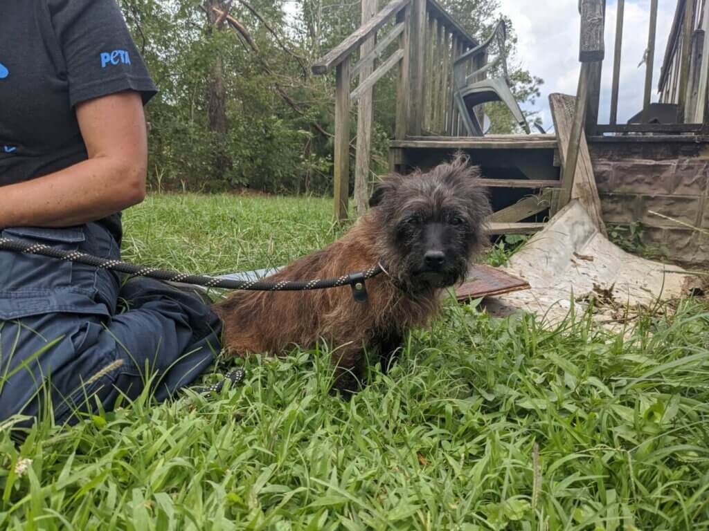 Little dog after tornado