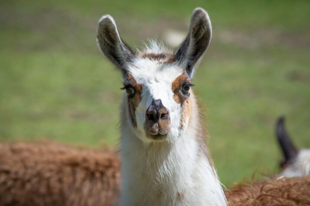 llama looking at the camera